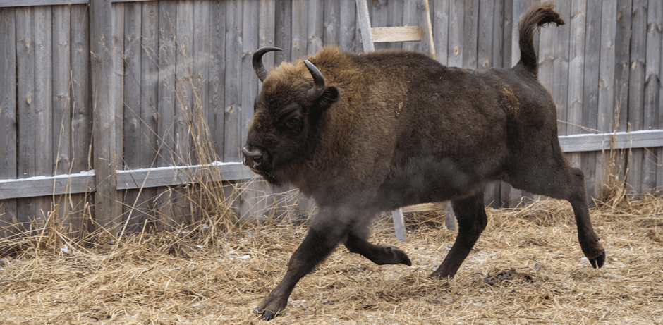 Программа по сохранению биологического разнообразия