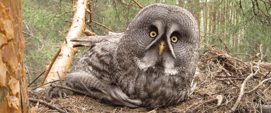 Программа по сохранению биологического разнообразия